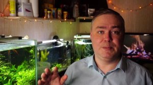 Помутнела вода в аквариуме. Что делать.