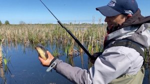 КАРАСЬ на БОКОВОЙ КИВОК. Красивая рыбалка в хорошем качестве 1080p.