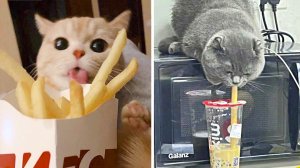 Люди в рабстве у котиков!