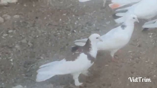 Анонс! Бакинские голуби в гостях у Самира(Астраханского) в Баку! смотреть онлайн