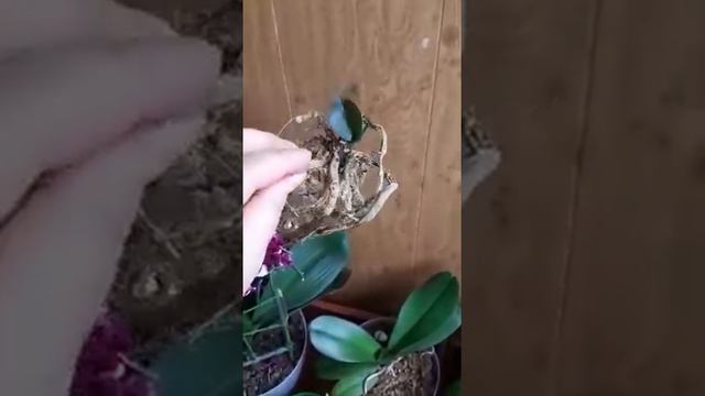 Орхидеи от Катрин! Крым. Отзыв. смотреть онлайн