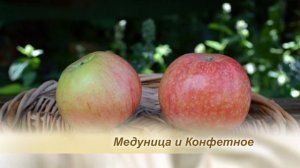 Сладкие сорта яблони