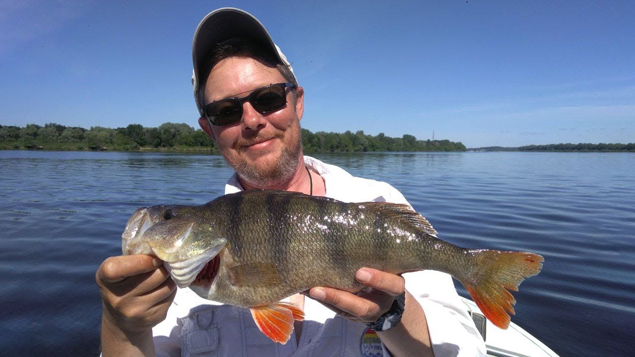 ОКУНЬ, СУДАК и ЩУКА на тёмный поролон. Рыбалка на джиг на Волге смотреть онлайн