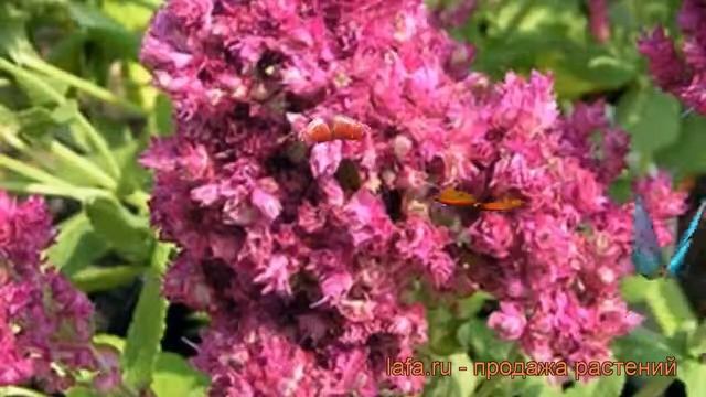 Сальвия дубравная Плюмоза ? дубравная сальвия Плюмоза обзор: как сажать, рассада сальвии Плюмоза