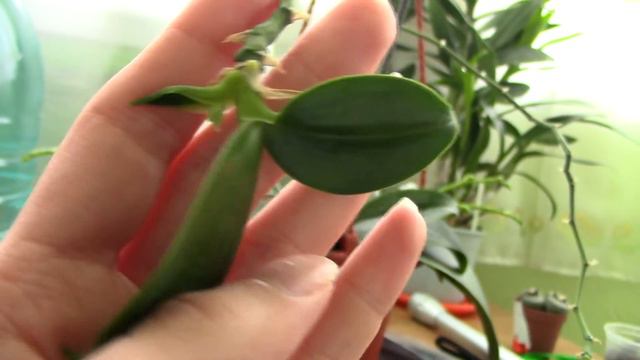 Phalaenopsis Orchid Keiki produces flower spike! смотреть онлайн