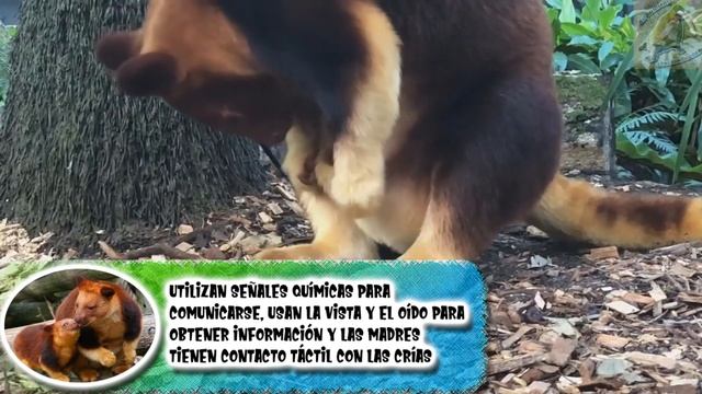 canguro arborícola de Goodfellow: marsupiales de los árboles - documental de animales salvajes смотреть онлайн