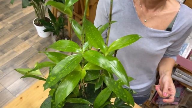 Драцена Суркулоза - светящееся чудо природы | Обзор интересного сорта драцены смотреть онлайн