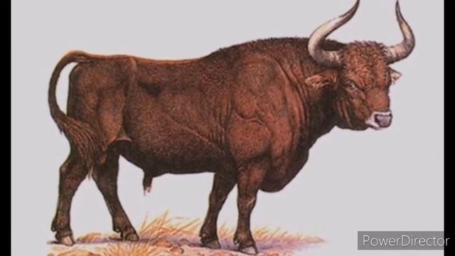 Тур, или первобытный бык смотреть онлайн