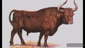 Тур, или первобытный бык