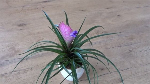 Bromelien Tillandsien pflege gießen Standort düngen vermehren Bromelia Tillandsia