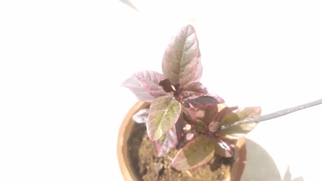 Eranthemum black magic | Purple False | Pseuderanthemum carruthersii | Black Kodia смотреть онлайн