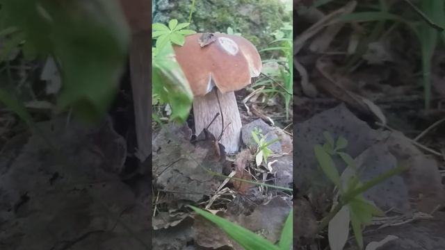 Белые грибы.Тихая охота. смотреть онлайн