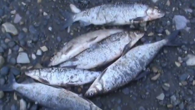 Рыбалка в Сибири на реке Котуй смотреть онлайн