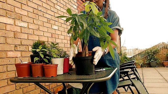 How To Repot Money Tree (Pachira Aquatica)| Rebranding Me смотреть онлайн