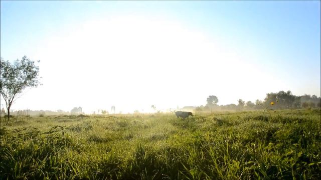 Питомник собак. Прогулка. смотреть онлайн