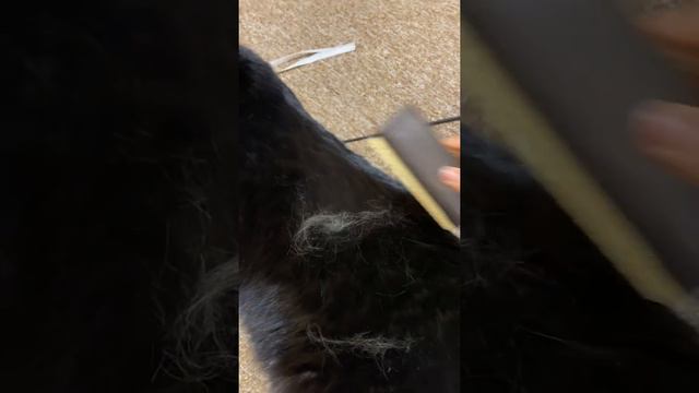 Interesting moments from the life of Luna🐆 смотреть онлайн