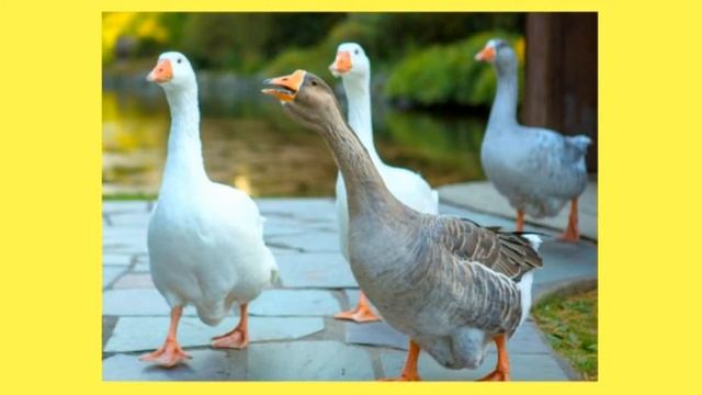Загадки для детей Часть 3 Загадки для самых маленьких ДЕТСКИЕ ЗАГАДКИ смотреть онлайн