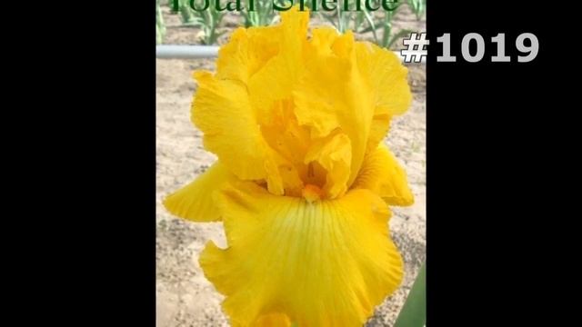 #1019. Ирисы - самые яркие цветы смотреть онлайн