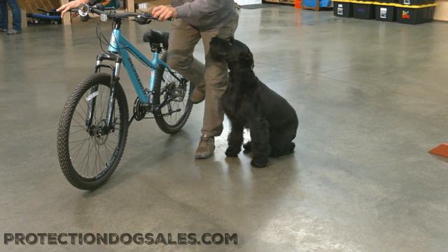 "Kinsey" 5y 8m Mature Home Raised GS Ready To Be Your Partner On A Bike Ride @protectiondogsalesPDS смотреть онлайн
