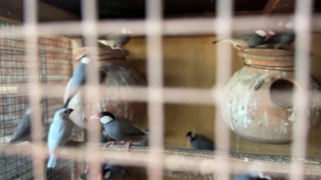 Successful Breeding Aviary: Raising High-Quality Java Silver, Fawn, Albino, and More Birds смотреть онлайн