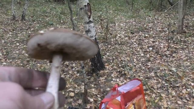 Пошёл в лес Не за грибами! А пришёл с грибами)) смотреть онлайн