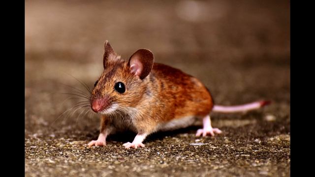 Звук полевой мыши.Звуки писка мыши