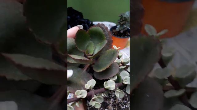 NOVEDADES DEL JARDÍN 😯 #suculentas #jardin смотреть онлайн