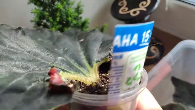 Отчёт по укоренению листьев Бегонии Чёрная Мамба. смотреть онлайн