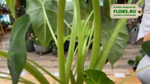 Алоказия Мишольтциана Фрайдек - зеленый вельвет | Фантастическое декоративно лиственное растение