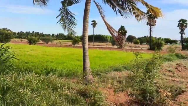 Oppo Reno 6 pro camera review Tamil | oppo Reno 6 pro camera samples | testing tamil смотреть онлайн