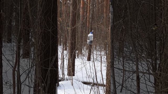 зимний лес в феврале 2023 #синичка #лес #russia #новыйгод #birds #птицы #россия #forest #february смотреть онлайн