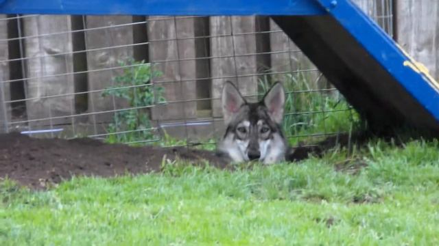 Northern Inuit dogs смотреть онлайн