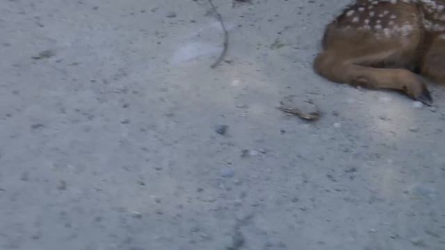 Baby Deer calls Logger "Mom". смотреть онлайн