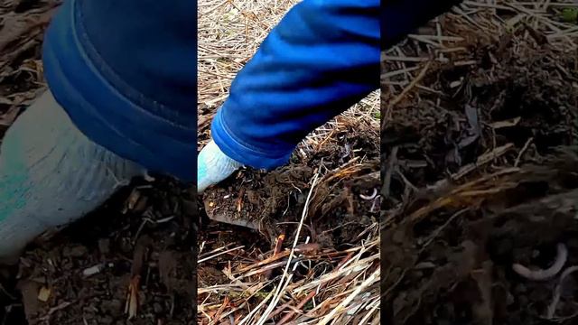 Вот вам и копано! #металлоискатель #металлокоп #находка #копметаллолома смотреть онлайн