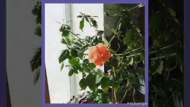 КЛАССНЫЕ красивые ЦВЕТЫ СЛАЙД ШОУ ПОД МУЗЫКУ своими руками 2020 ОТ ЙКЙЯМ смотреть онлайн