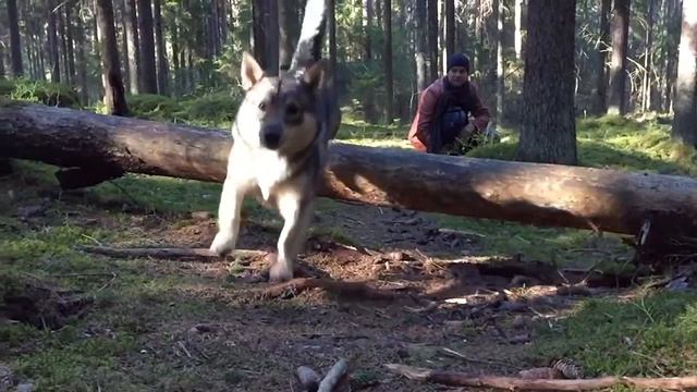 Hidastettu hyppy смотреть онлайн