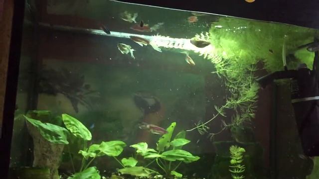 Жизнь в аквариуме Данио-рерио, Неоны смотреть онлайн