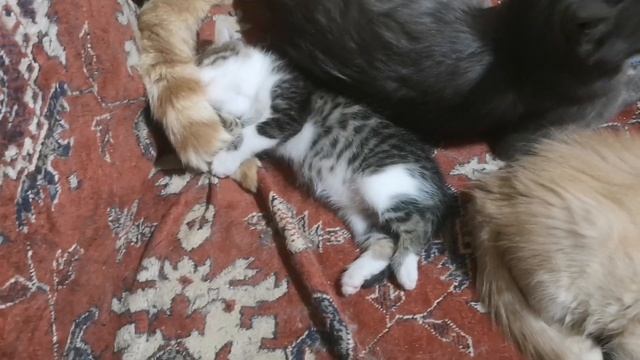 Мой кошачий дом смотреть онлайн