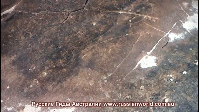 ДИКИЕ ЖИВОТНЫЕ АВСТРАЛИИ смотреть онлайн