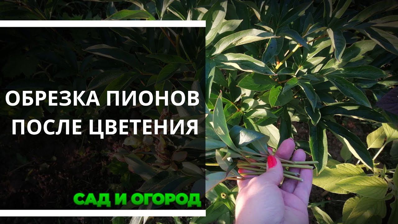 Обрезка пионов после цветения смотреть онлайн