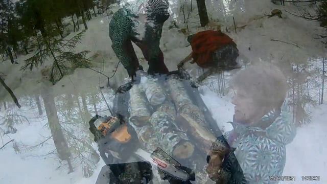 мотобуксировщик полярник. в лес по дрова