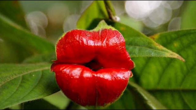 ОПАСНЫЕ РАСТЕНИЯ !!! Топ опасных и необычных растений! смотреть онлайн