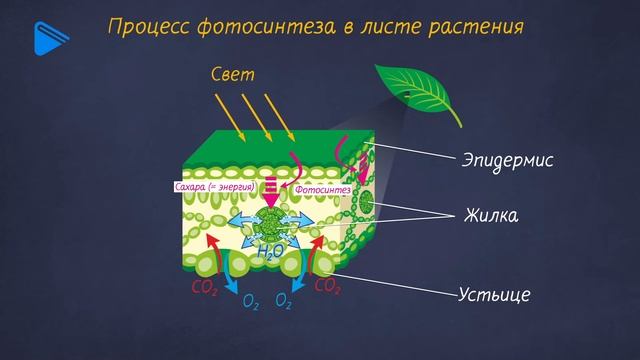 6 класс - Биология - Фотосинтез и дыхание растений смотреть онлайн