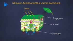 6 класс - Биология - Фотосинтез и дыхание растений