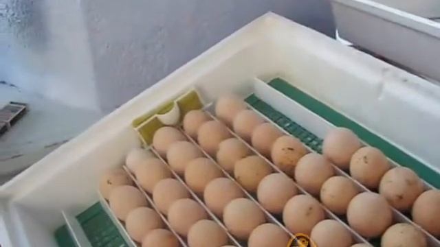 Закладка куриных яиц в инкубатор Квочка МИ 30-1Э смотреть онлайн