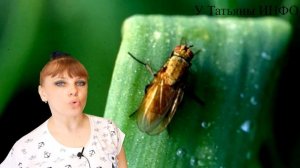 Что Вы ОБЯЗАНЫ посадить рядом с ЛУКОМ и ЧЕСНОКОМ !!! А что НЕЛЬЗЯ сажать рядом с ЛУКОМ и ЧЕСНОКОМ!