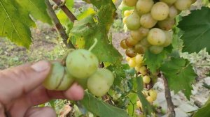 Виноград Ленд Крузер,сроки