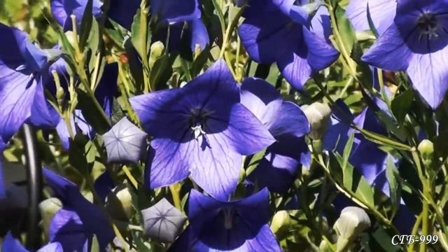 Ольга Воронец ~ Колокольчик голубой смотреть онлайн