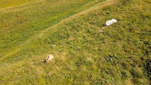 Кавказский медведь на плато Лаго-Наки. Caucasian bear on the Lago-Naki plateau смотреть онлайн