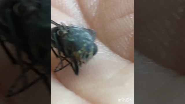A small fly fallen to the ground смотреть онлайн